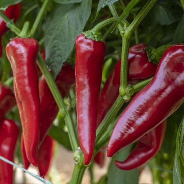 ტკბილი წიწაკა MERSISA RZ F1