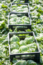 სალათი აისბერგი DIAMANTINAS RZ - Image 4