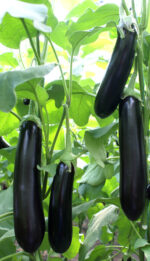 ბადრიჯანი ANAMUR RZ F1 - Image 4