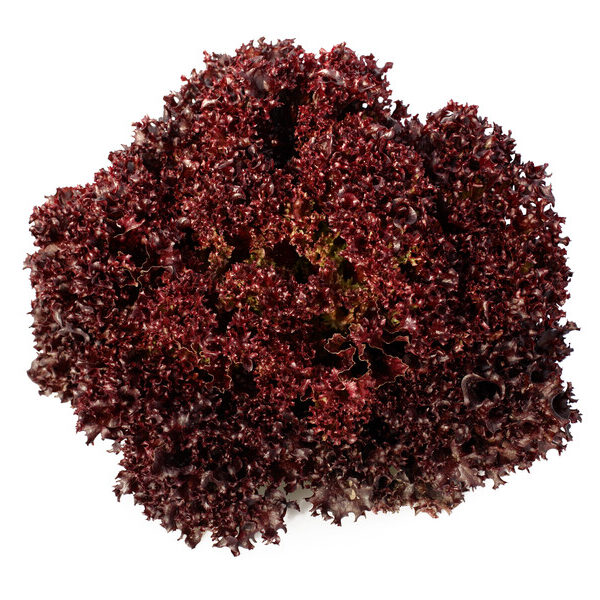 სალათი ლოლო როსა (წითელი) CARMESI RZ