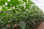 კიტრი 22 910 RZ F1 - Image 3