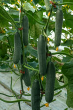 კიტრი 22 910 RZ F1 - Image 4