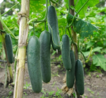 კიტრი MYDAS RZ F1