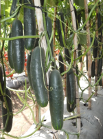 კიტრი MYDAS RZ F1 - Image 3