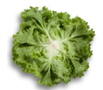 სალათი STARFIGHTER RZ - Image 2