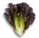 სალათი THURINUS RZ - Image 2