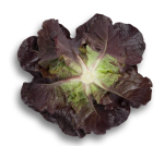 სალათი THURINUS RZ - Image 3