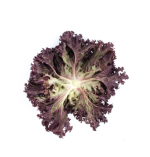 სალათი CENCIBEL RZ - Image 3