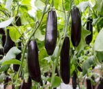 ბადრიჯანი ANATOLIA RZ F1 - Image 3