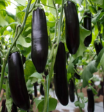 ბადრიჯანი ANATOLIA RZ F1 - Image 2