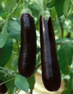 ბადრიჯანი ANATOLIA RZ F1 - Image 5