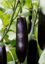 ბადრიჯანი ANATOLIA RZ F1 - Image 4