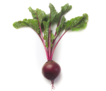 ჭარხალი ZEPPO RZ F1 - Image 2