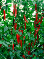 წიწაკა HABIB RZ F1 - Image 2